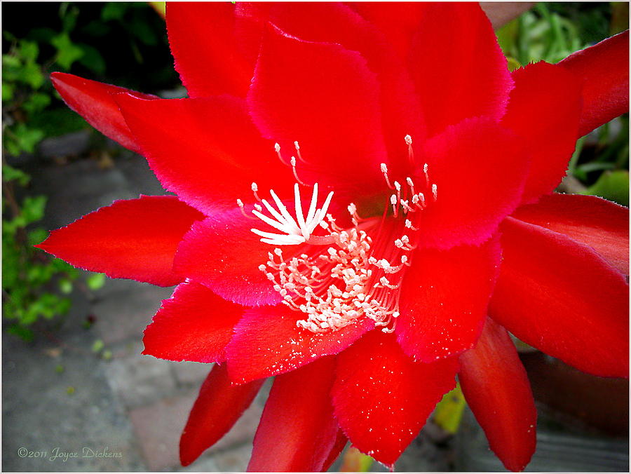 Flowers Still Life Photograph - Vibrant Cacti by Joyce Dickens