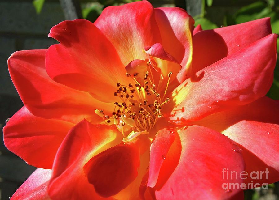 Vibrant Colored Joseph's Coat Of Many Colors Photograph by Cindy Treger