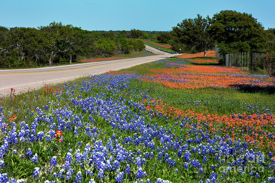 Flower Photograph - Vibrant colorful scenic landscape of bluebonnets and Indian Pain by Dan Herron