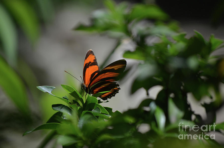 Vibrant Colors to a Orange Oak Tiger Butterfly Photograph by DejaVu Designs