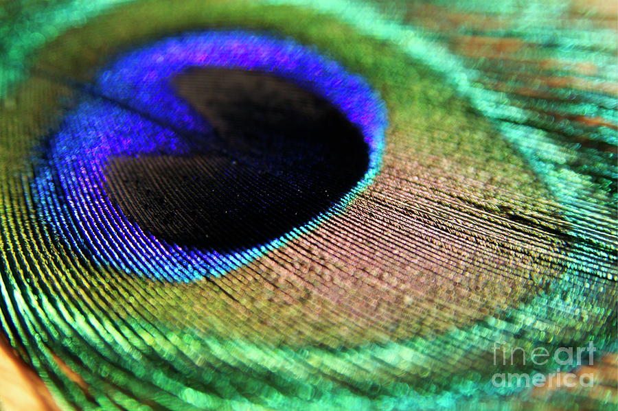 Vibrant colours of a peacock feather Photograph by Sami Sarkis