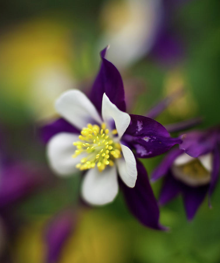Flower Photograph - Vibrant Columbine by Mike Reid
