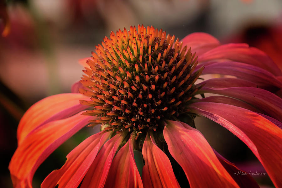 Vibrant Cone Flower Photograph by Mick Anderson