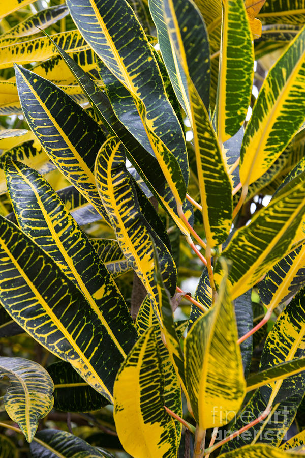Vibrant Croton Plant Photograph by Suzanne Luft
