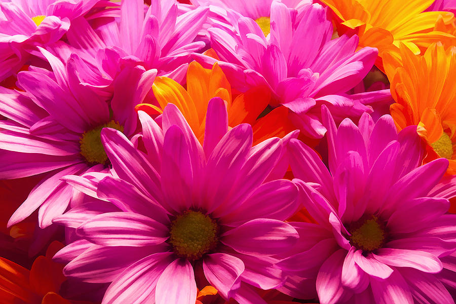 Vibrant Daisies Photograph by Ricky Barnard - Pixels