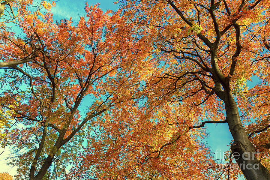 Vibrant Fall Photograph by Anastasy Yarmolovich