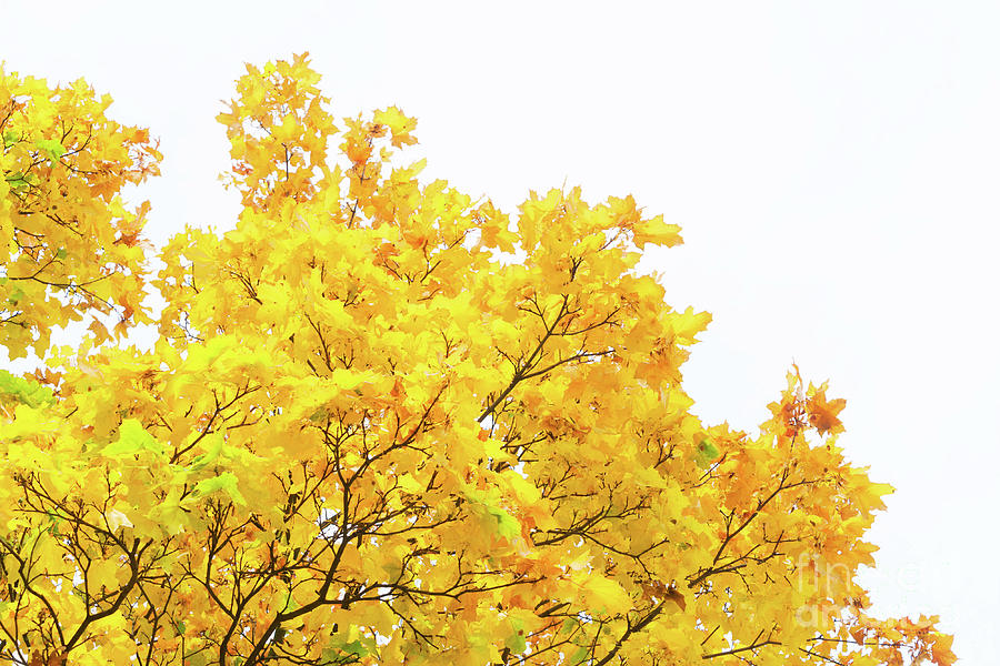 Vibrant Fall Foliage Photograph by Anastasy Yarmolovich