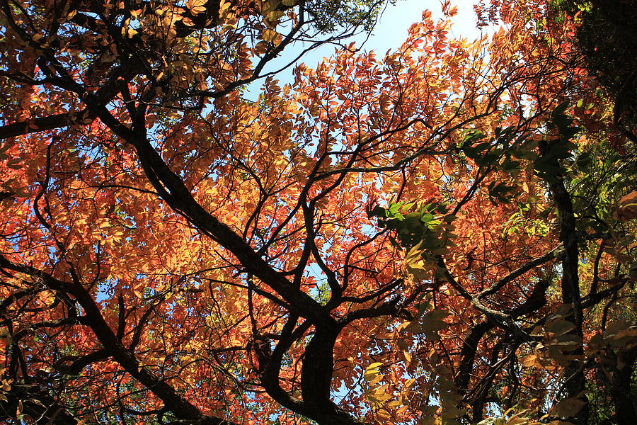 Vibrant Fall  Photograph by Karen Ruhl