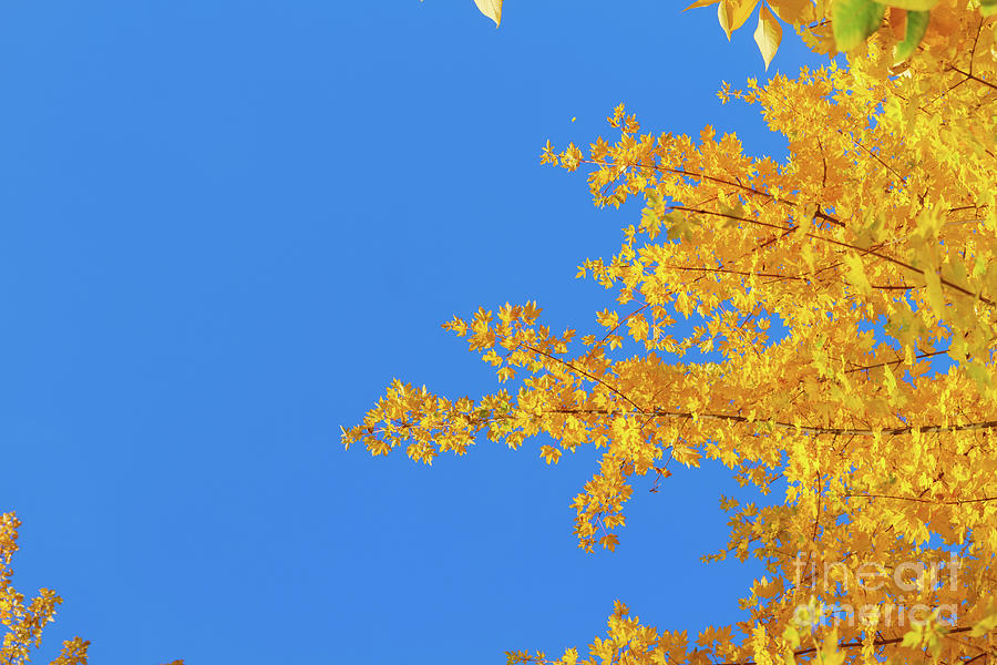 Vibrant Fall Tree Photograph by Anastasy Yarmolovich