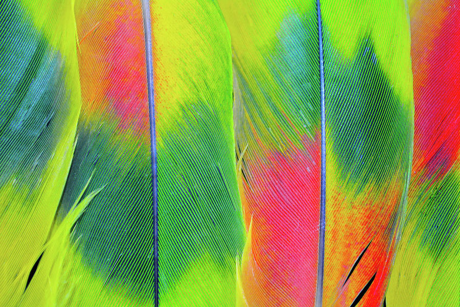 Vibrant Feather Collection Photograph by Kyle Hanson