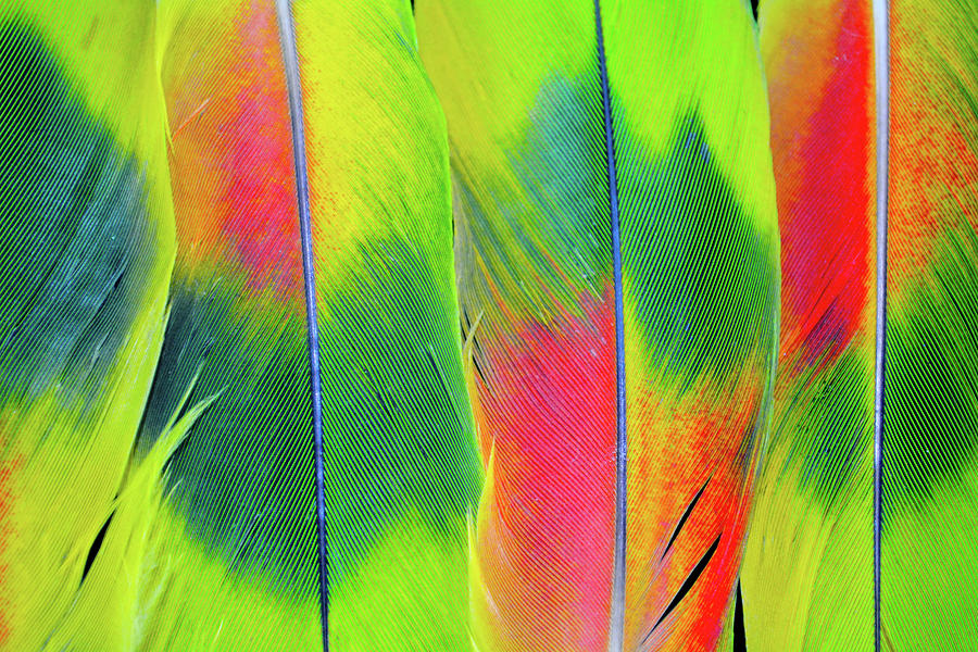 Vibrant Feathers Photograph by Kyle Hanson
