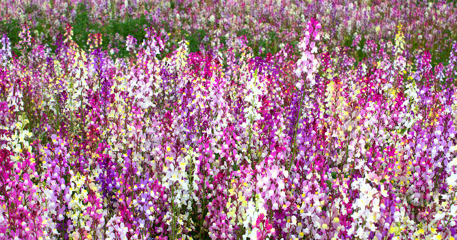 Flower Photograph - Vibrant Field of Flowers by Carol Groenen