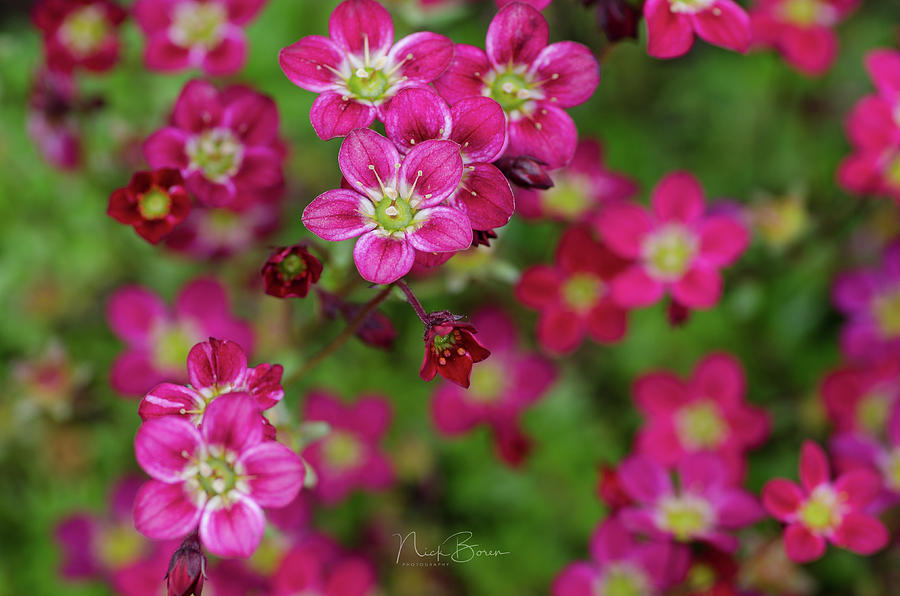 Vibrant Floral Photograph by Nick Boren