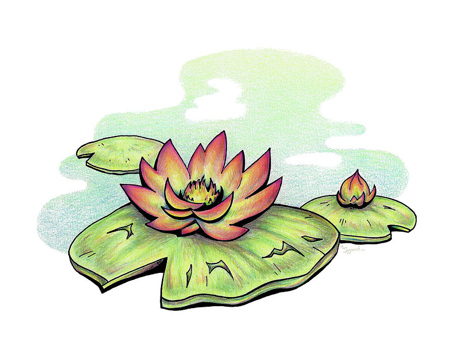 Vibrant Flower 2 Water Lily Drawing by Sipporah Art and Illustration