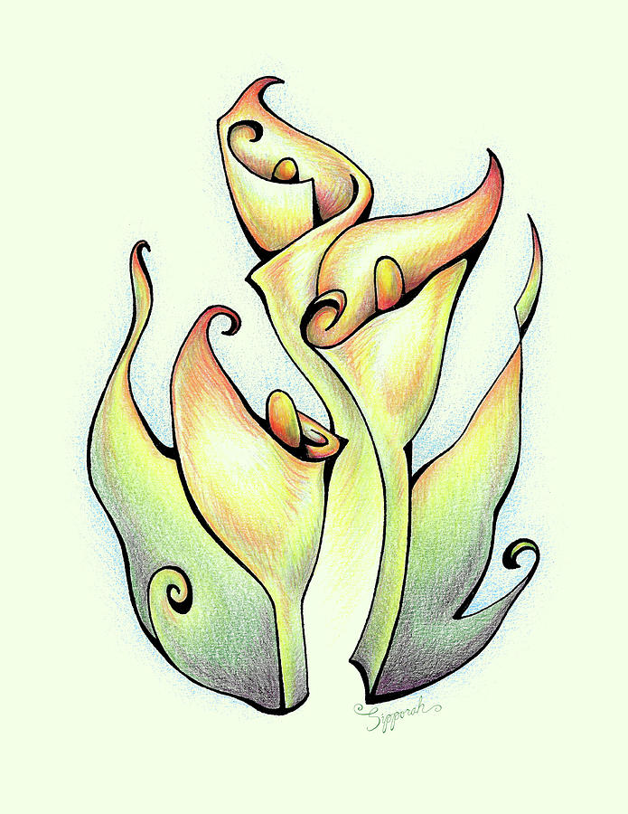 Vibrant Flower 3 Arum Lily Drawing by Sipporah Art and Illustration