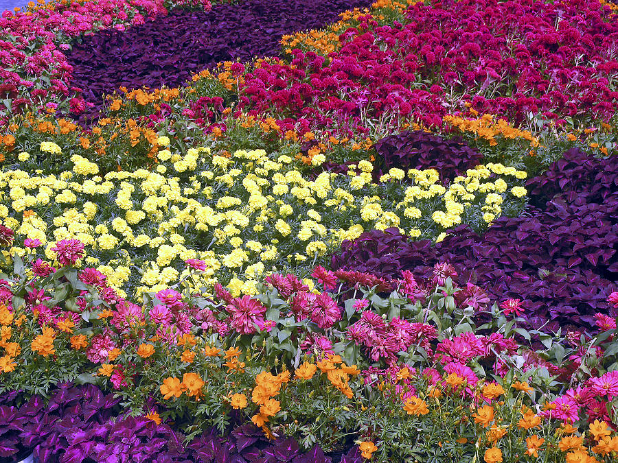 Vibrant Flower Bed Photograph by Sally Weigand - Fine Art America