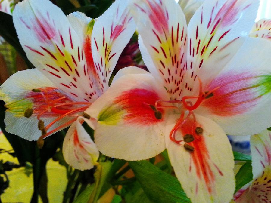 Vibrant Flower Photograph