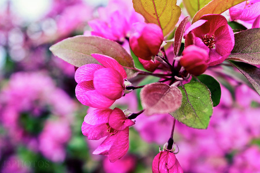 Vibrant Flowers 5 Photograph by Jonah Vang - Fine Art America