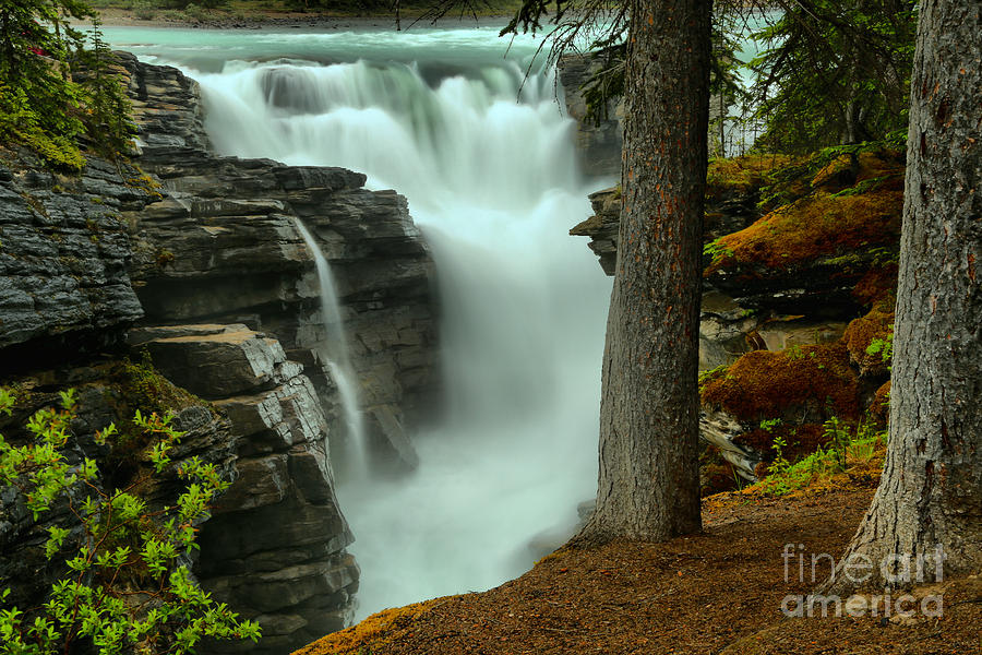Vibrant Foliage At Athabasca Photograph by Adam Jewell