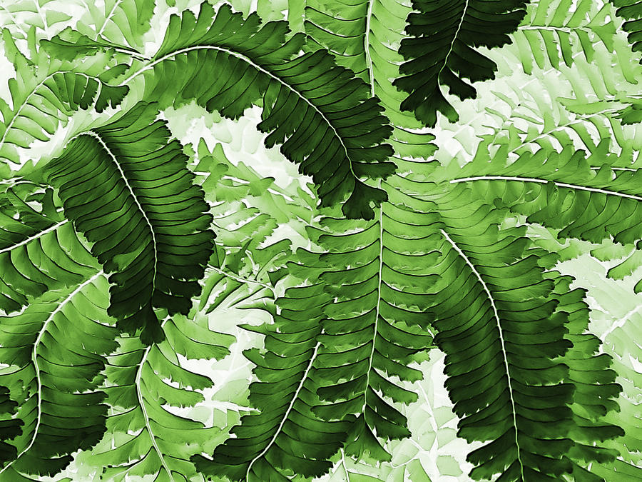 Vibrant Fronds Photograph by Marion McCristall