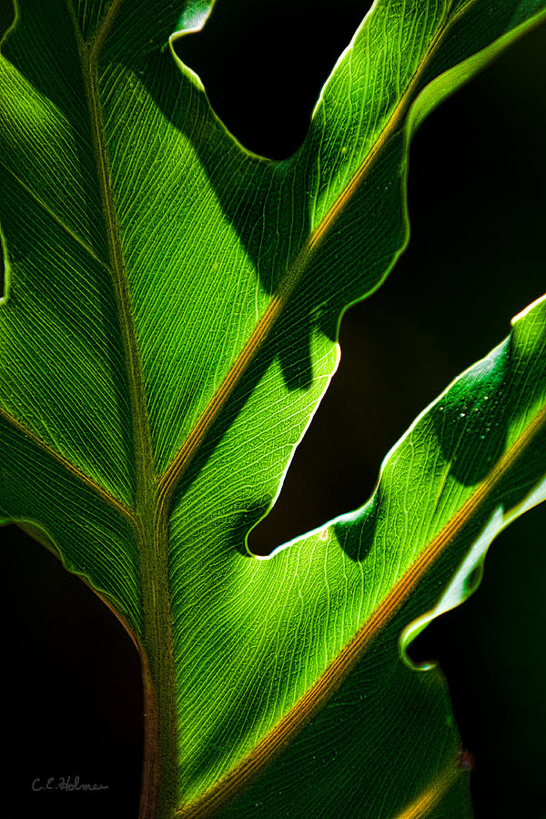 Vibrant Green Photograph by Christopher Holmes