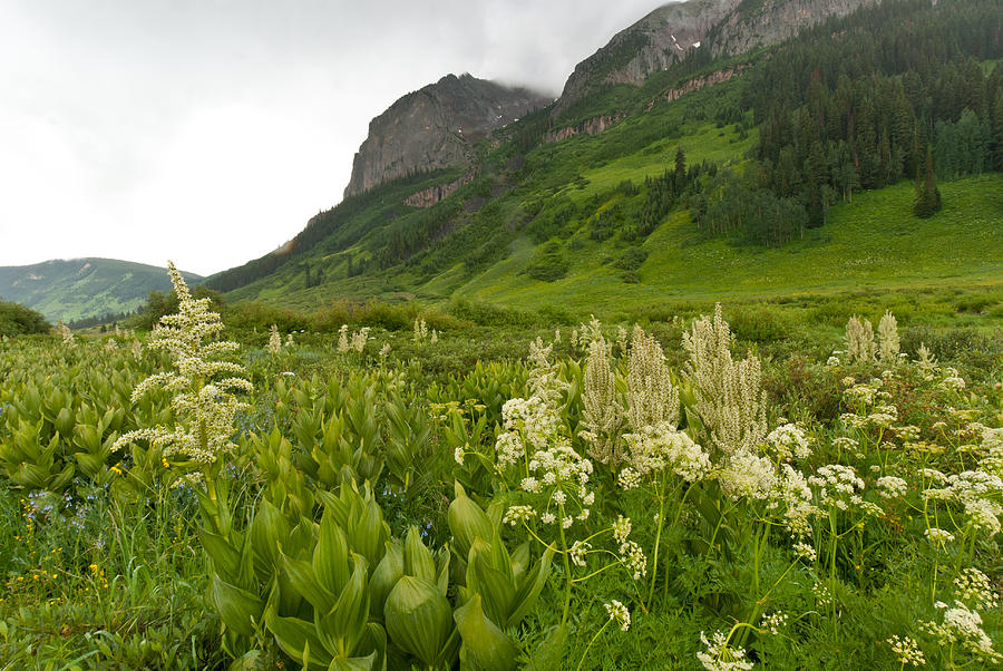 Vibrant Green Colorado Summer Landscape Photograph by Cascade Colors