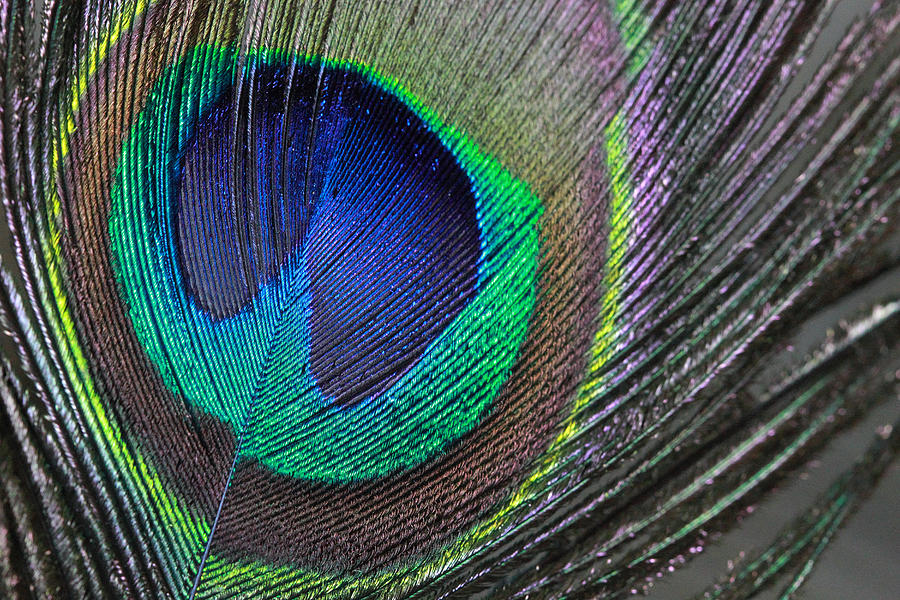 Vibrant Green Feather Photograph by Angela Murdcok