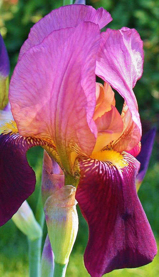 Vibrant Iris Photograph by Bruce Bley