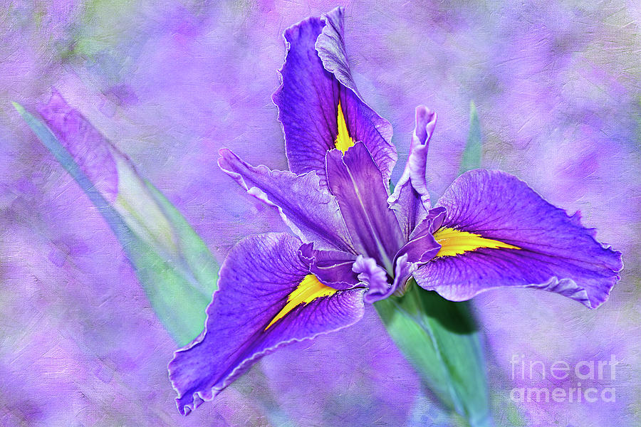Vibrant Iris on Purple Bokeh by Kaye Menner Photograph by Kaye Menner