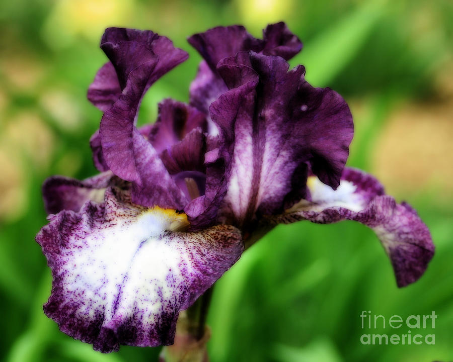 Vibrant Iris Photograph by Smilin Eyes Treasures