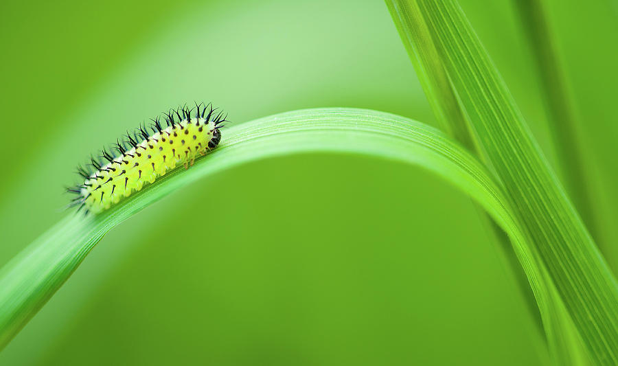 Cool Photograph - Vibrant Larva Insect Art by Wall Art Prints