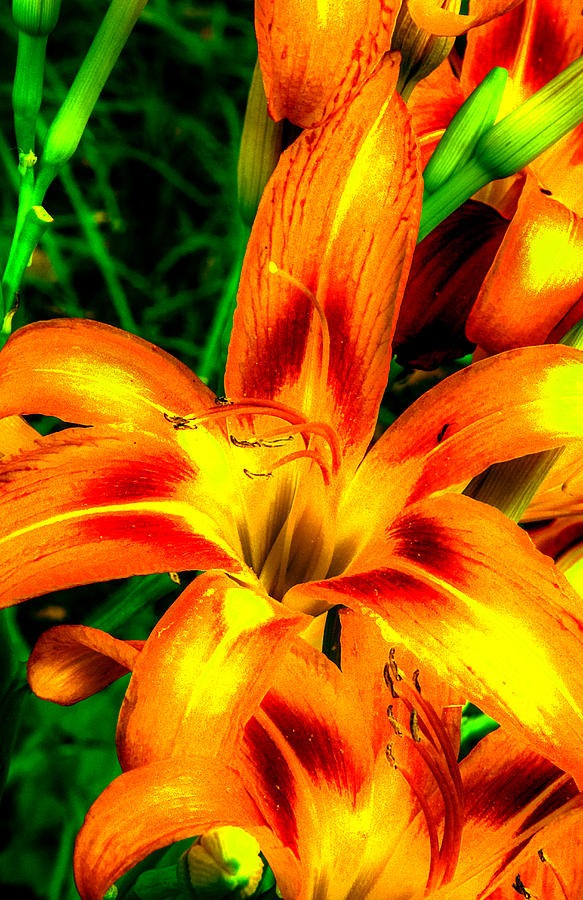 Vibrant Lily Photograph by Jeff Kurtz