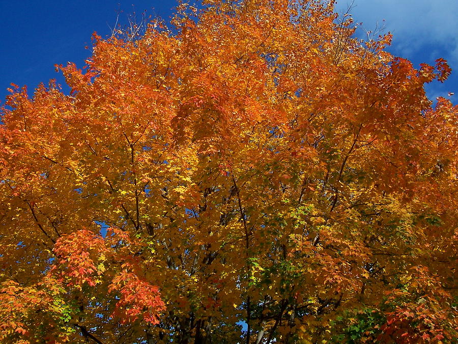 Vibrant Maple Photograph By Fromuth Photography - Fine Art America