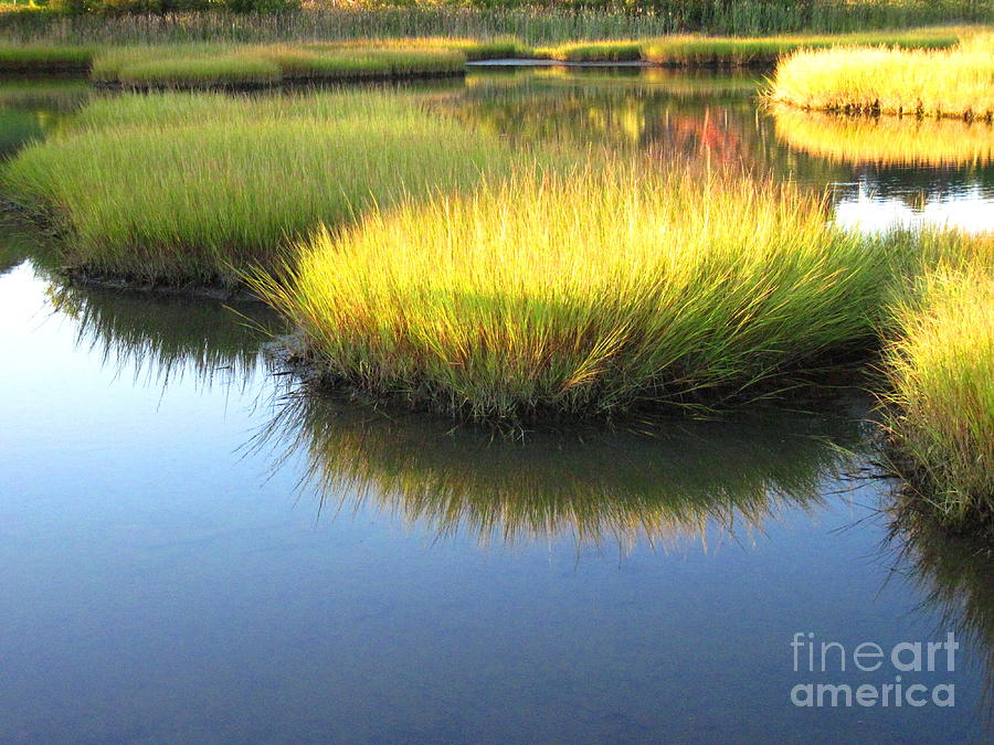 Vibrant Marsh Grasses Photograph by Sybil Staples