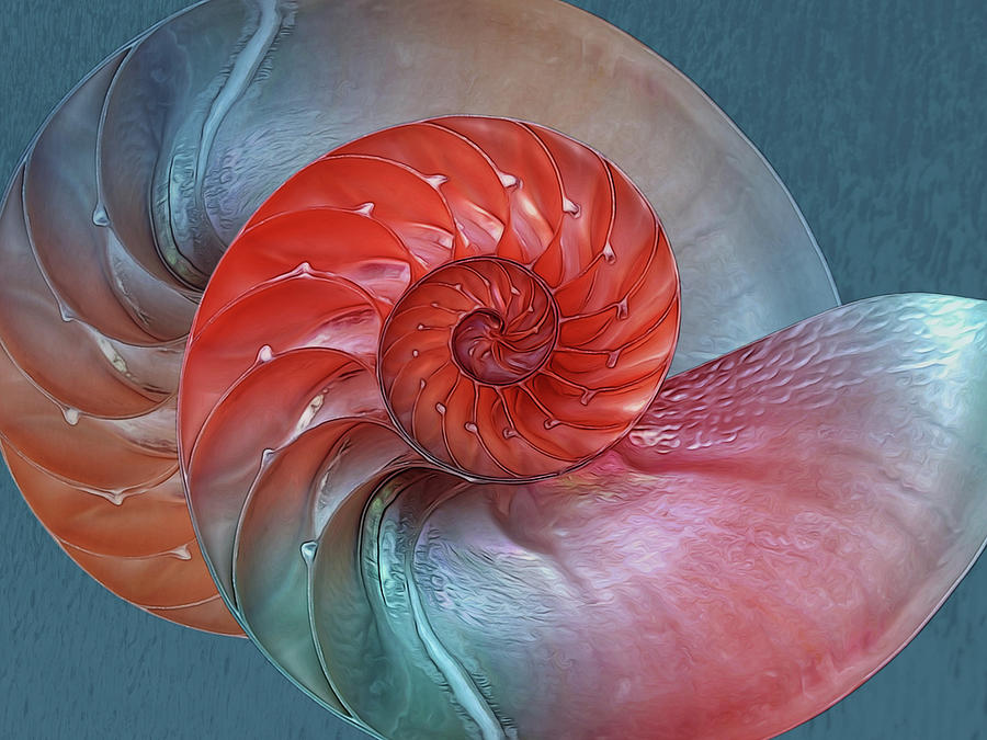 Abstract Photograph - Vibrant Nautilus Pair - Horizontal by Gill Billington