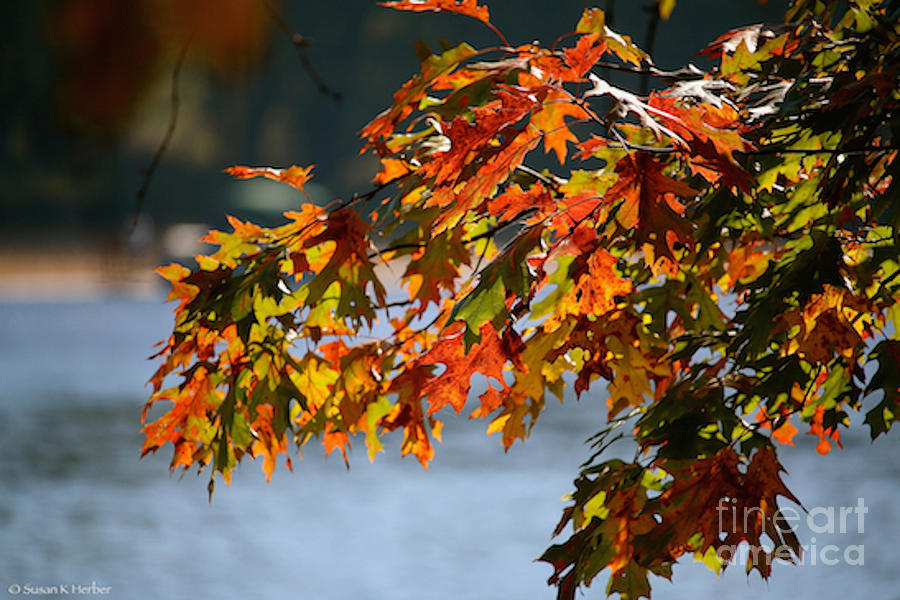 Vibrant Oak Photograph by Susan Herber