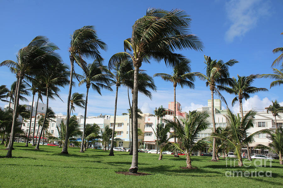 Vibrant Ocean Drive with Palm Trees Photograph by Carol Groenen