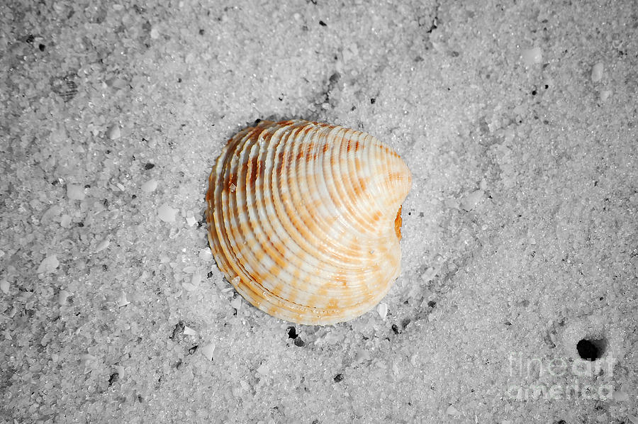 Vibrant Orange Ribbed Sea Shell in Fine Wet Sand Macro Color Splash Black and White Photograph by Shawn OBrien