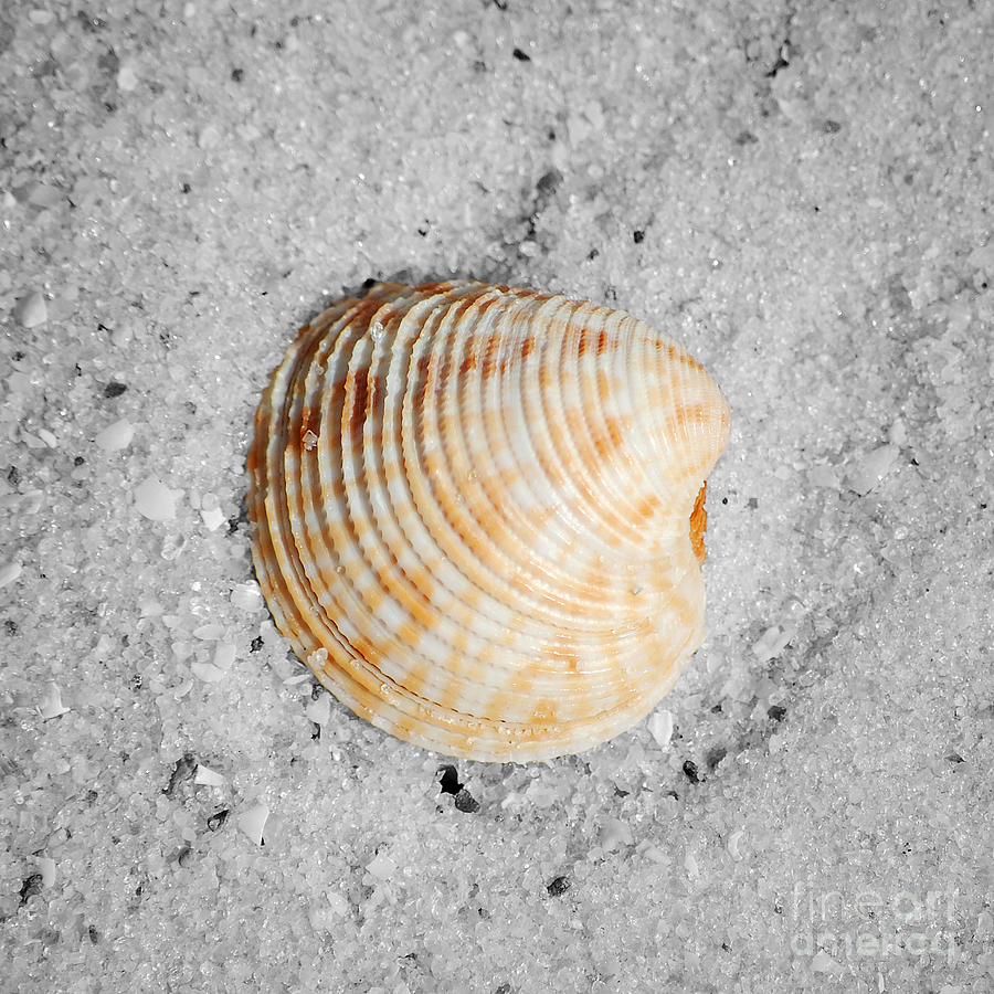 Vibrant Orange Ribbed Sea Shell in Fine Wet Sand Macro Square Format Color Splash Black and White Photograph by Shawn OBrien