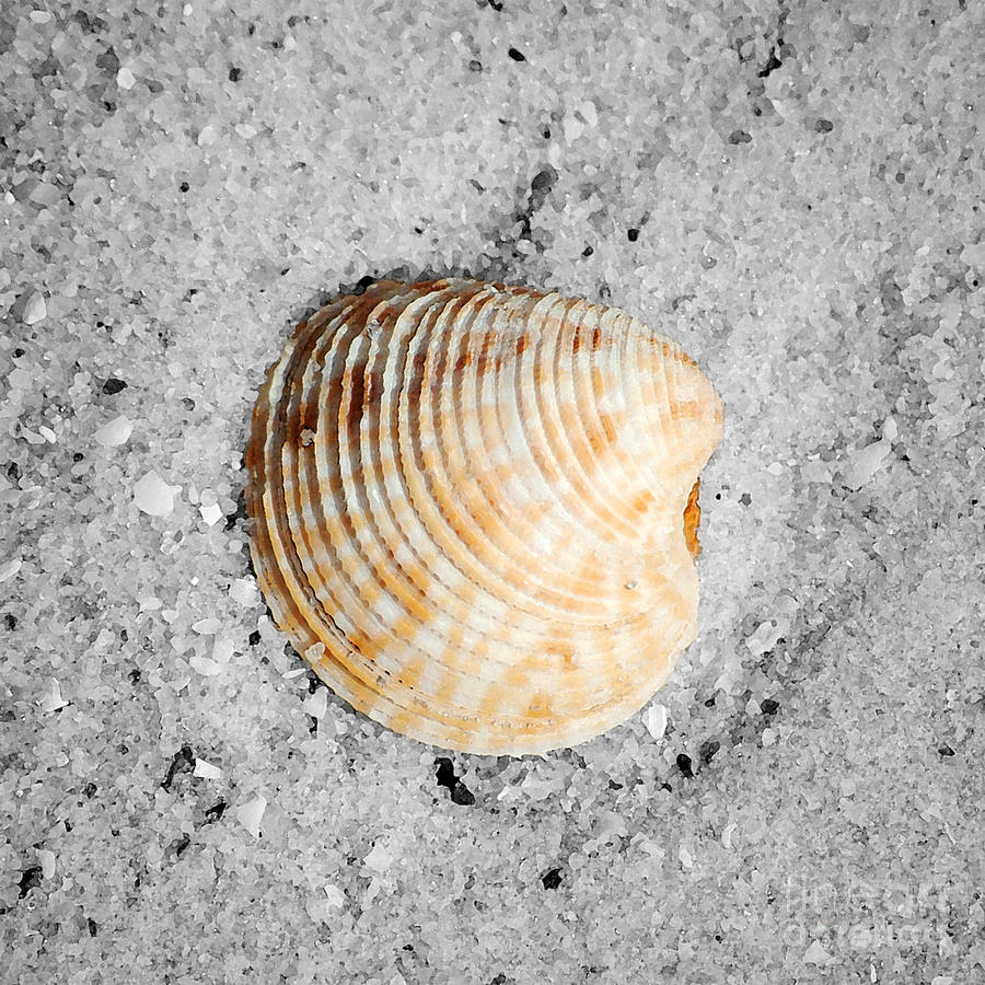 Vibrant Orange Ribbed Sea Shell in Fine Wet Sand Macro Square Format Water Color Color Splash BW Photograph by Shawn OBrien