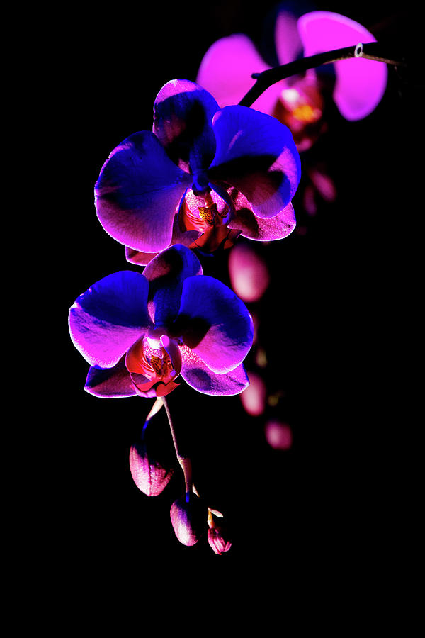 Vibrant Orchids Photograph by Ann Bridges