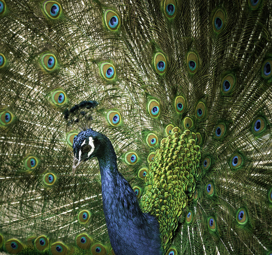 Vibrant Peacock Photograph by Jason Moynihan