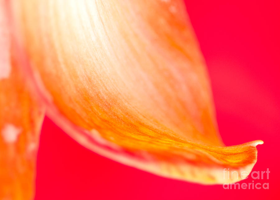Flower Photograph - VIBRANT PETAL orange amaryllis petal close-up on pink background by Andy Smy