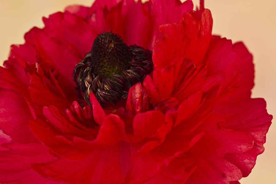 Vibrant Petals Photograph by Sandra Foster