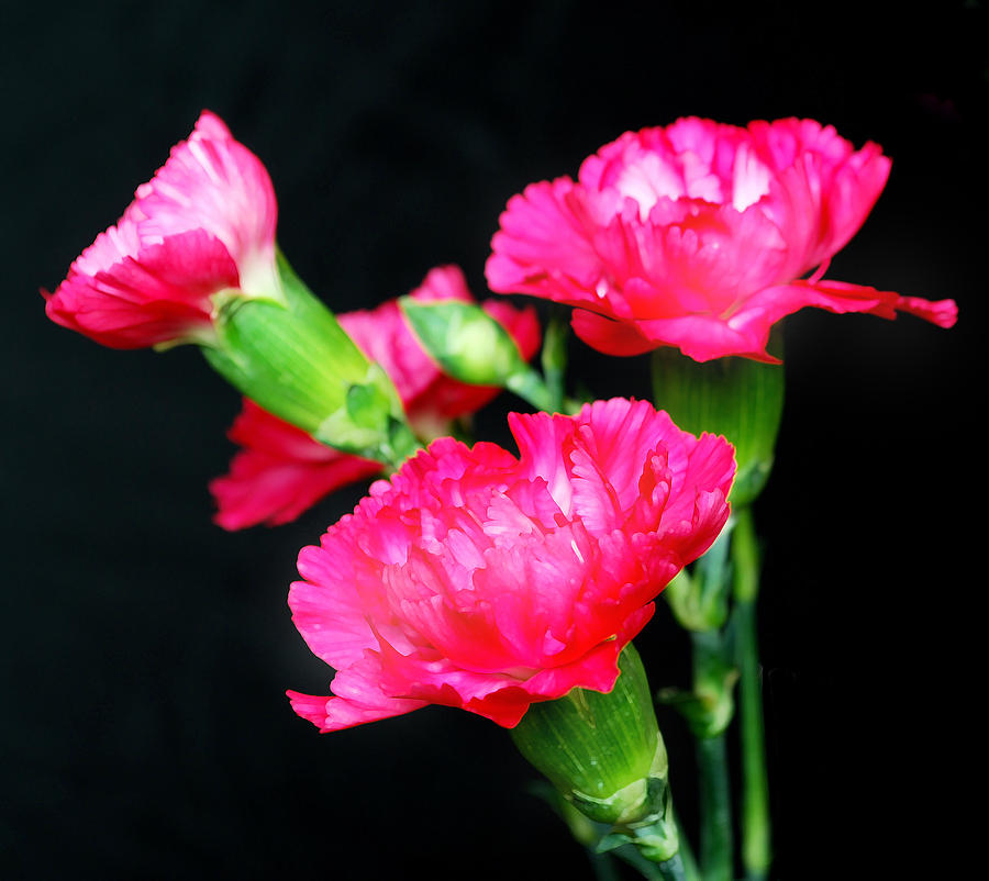 Vibrant Pink Carnations. Photograph by Terence Davis