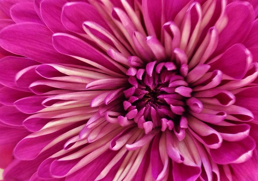 Nature Photograph - Vibrant Pink Dahlia by Bruce Bley