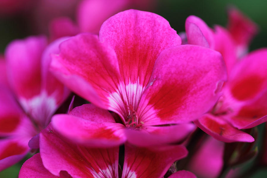 Vibrant Pink Flowers Photograph by Angela Murdock