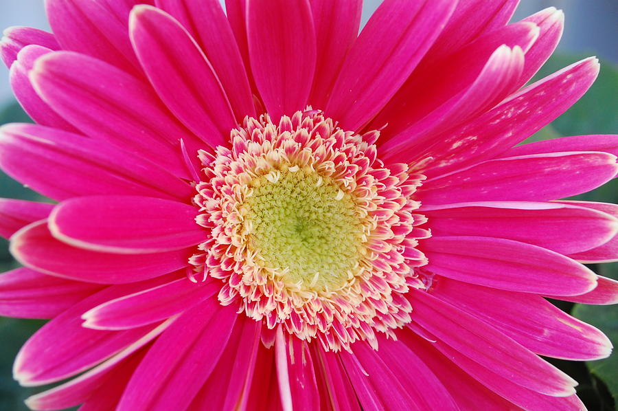 Vibrant Pink Gerber Daisy Photograph
