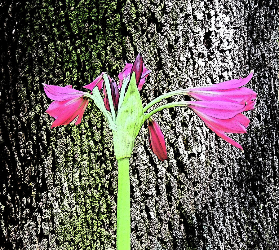 Flower Digital Art - Vibrant Pink Lilies by Marian Bell