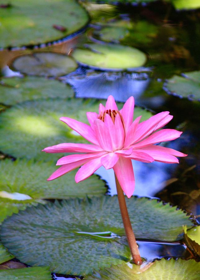 Vibrant Pink Lotus on The Pond Photograph by M E